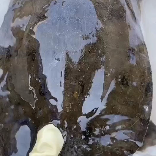 衡阳清溪花鳖 水库，鱼塘，甲鱼