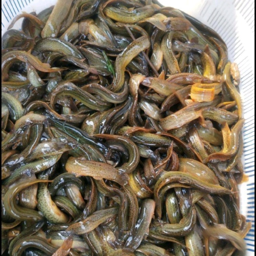 广州批发泥鳅 大小泥鳅 大量现货供应充足 淡水泥鳅 各种各样