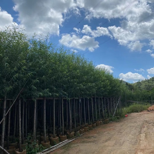 普宁市 供应5-12分绿化苗木柳树垂柳阳柳花木花场园艺园林假植树苗