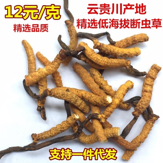 长沙四川冬虫夏草贵州产地断虫草干货西藏青海亚香棒冬虫夏草中药材