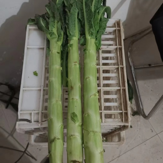 通许县 红叶莴笋，青叶莴笋，大量上市