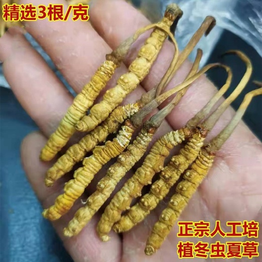 长沙3根1克冻干冬虫夏草培植育虫草干货西藏那曲亚香棒虫草中药材