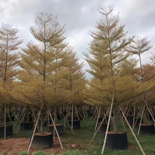 普宁市 供应锦叶榄仁5-12分行道风景树观叶花叶榄仁苗木种植绿化