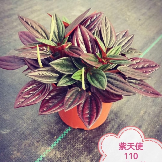 佛山多肉组合 红天使