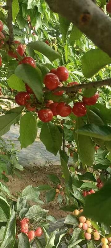 全椒县先锋樱桃 樱桃苹果