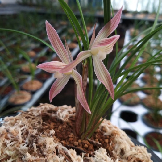 巍山县莲瓣兰花〈桃红素〉。春节期间开花花期一个月左右。适合阳台养，