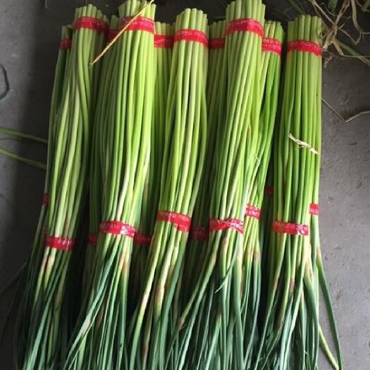 红帽蒜薹对接市场电商入库储存保质保量全国发货保质保量欢迎选购