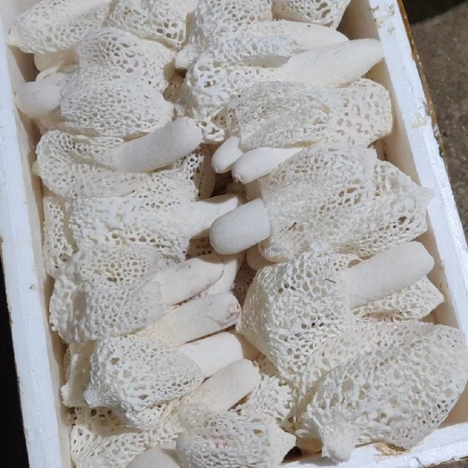 安顺红托竹荪