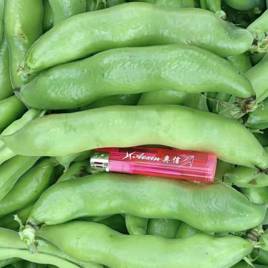 洋县新鲜蚕豆  新品种大蚕豆    鲜胡豆产地直销颜色鲜亮  诚