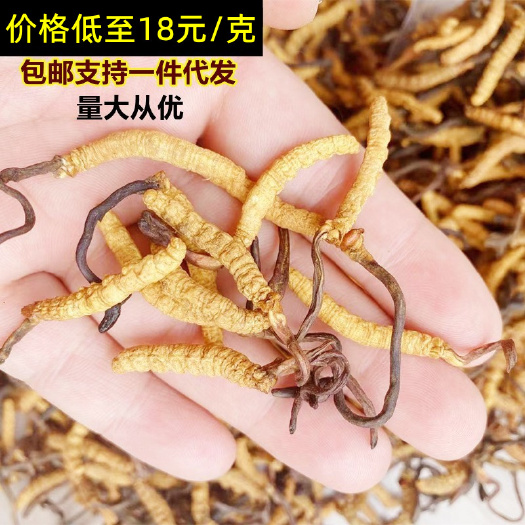 长沙批发四川甘孜干虫草贵州3根1克冬虫夏草西藏那曲青海虫草