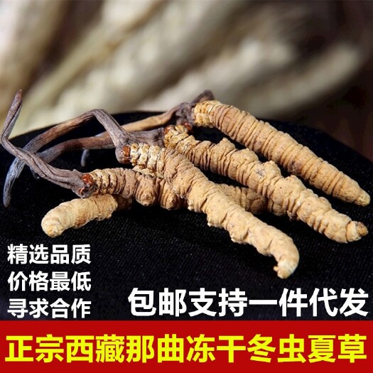 长沙青海西藏那曲高原冻干冬虫夏草5根/克高原四川虫草礼盒中药材