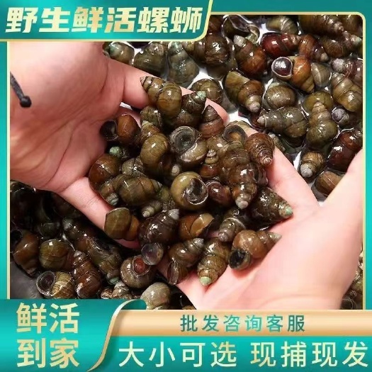 潜江市石螺 水产养殖螺