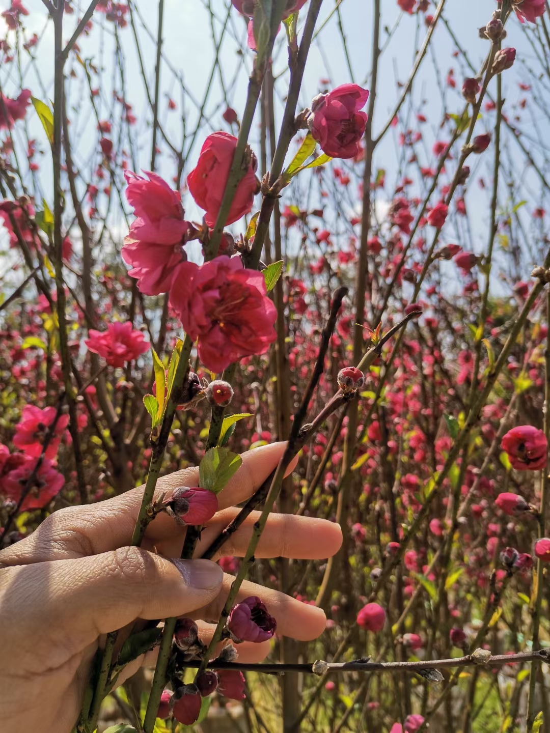  庭院观赏桃花红叶碧桃树苗三月桃花工程绿化苗桃别墅风景树