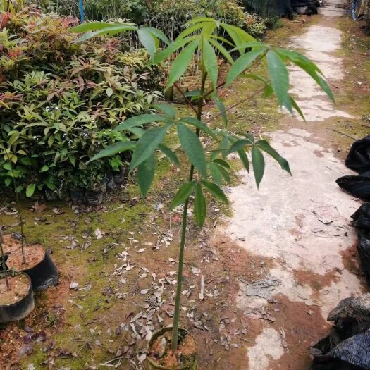 广州供应大腹木棉树苗，美人树