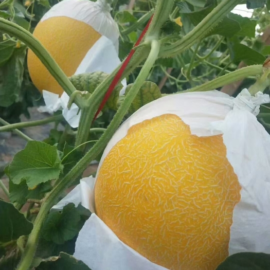 饶阳县久红瑞甜瓜 产地大量供应各种甜瓜久红瑞