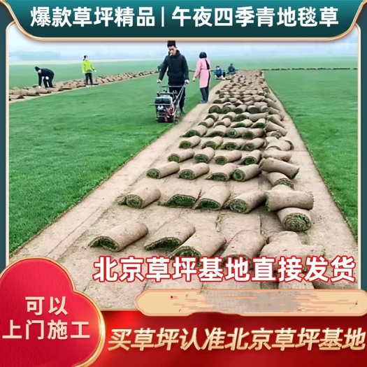 早熟禾草坪   北京基地草坪供应早熟禾高羊茅果岭草