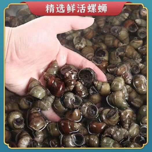 潜江市石螺 薄壳食用螺