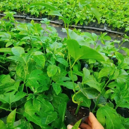 灵山县百香果苗