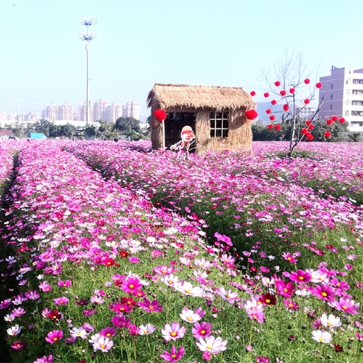 杭州波斯菊种子  波斯菊格桑花籽宿根四季开花易成活绿化阳台网红花