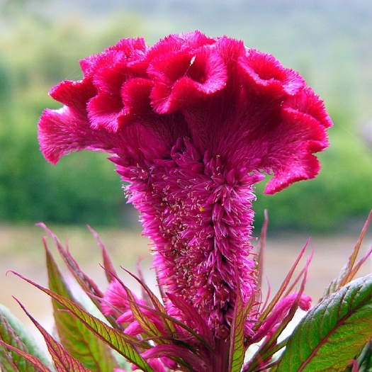 鸡冠花种子 观赏药用 成活率高