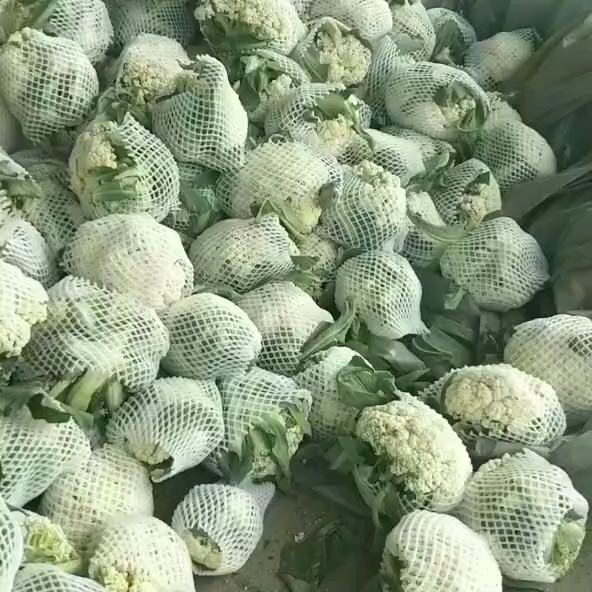 松花菜   精品花菜，青梗白面，个头均匀，小米粒，产地直发