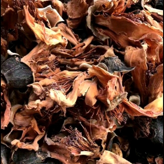 玉林 木棉花