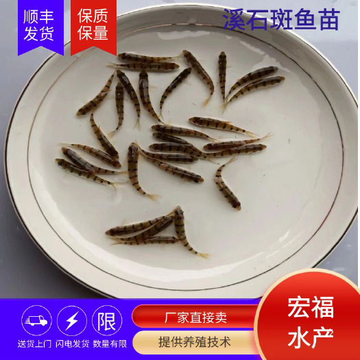 上饶淡水石斑鱼苗 溪石斑鱼苗 淡水养殖 工厂化养殖小溪石斑鱼苗