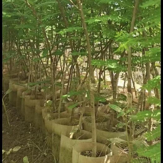 昆明余甘果苗 余甘子树