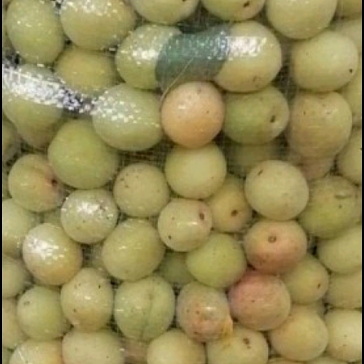 河池青梅 酸梅