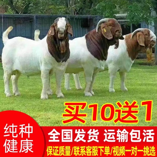 丰县纯种波尔山羊小羊羔种羊波尔山羊小羊活苗怀孕母羊成年种公羊活羊
