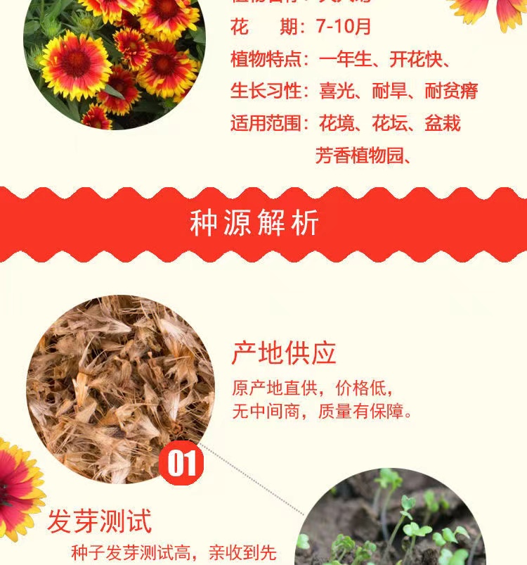 宿根天人菊種子春秋易種宿根多年生室外庭院陽(yáng)臺(tái)盆栽花卉種子