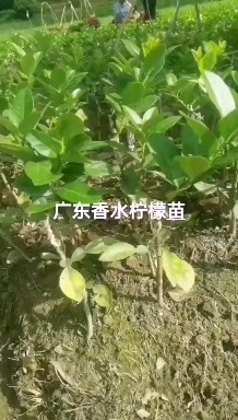 灵山县广东香水柠檬苗嫁接苗／扦插苗