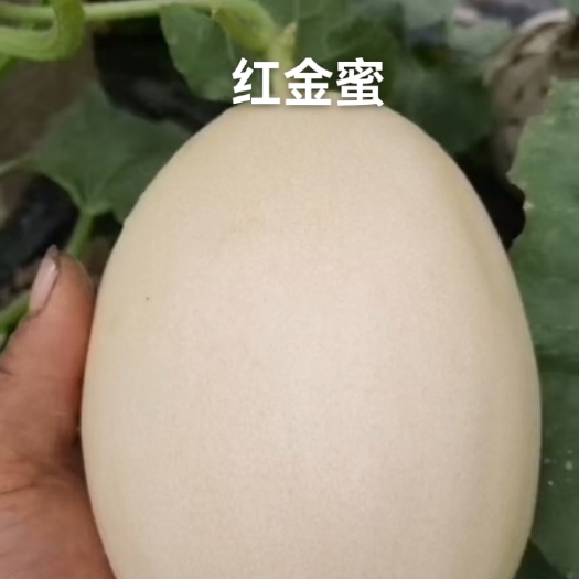 莘县东方蜜甜瓜 红金蜜白皮红肉甜瓜