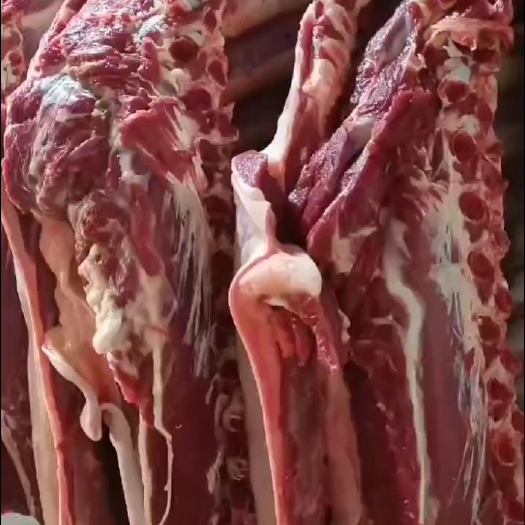 宁津县 鲜马肉鲜驴肉