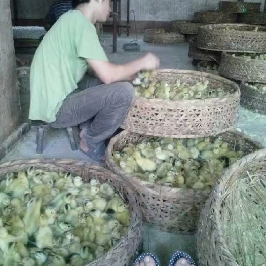 汨罗市 白羽青稞蛋鸭苗