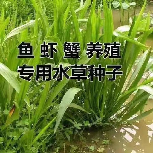 小米草草种子养殖专用水草种子鱼虾蟹牧草种子耐水淹草籽