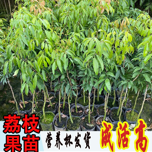 灵山县荔枝苗嫁接苗桂味仙进奉糯米糍无核妃子笑荔枝果树苗南方种植冰荔