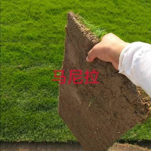 滁州马尼拉草皮 马尼拉