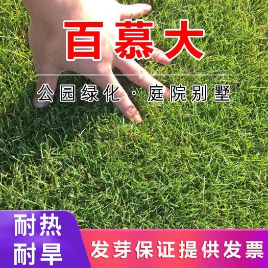 百慕大草种子  马尼拉草皮  百慕大草坪种子耐热耐践踏耐修剪