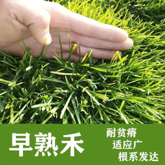 早熟禾草坪  早熟禾种子冷季型草坪 耐寒耐旱耐踩优质草坪种子