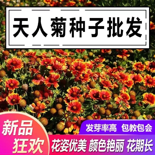 宿根天人菊种子春秋易种宿根多年生室外庭院阳台盆栽花卉种子
