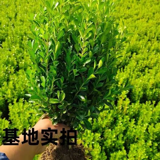 沭阳县 黄杨苗批发小叶带冠幅瓜子黄杨球庭院工程绿化四季常青盆景素材苗