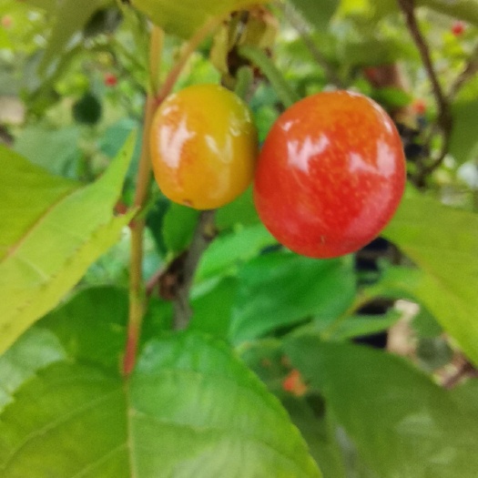 四会市玛瑙红樱桃，色泽红润，颗粒饱满，汁足味甜