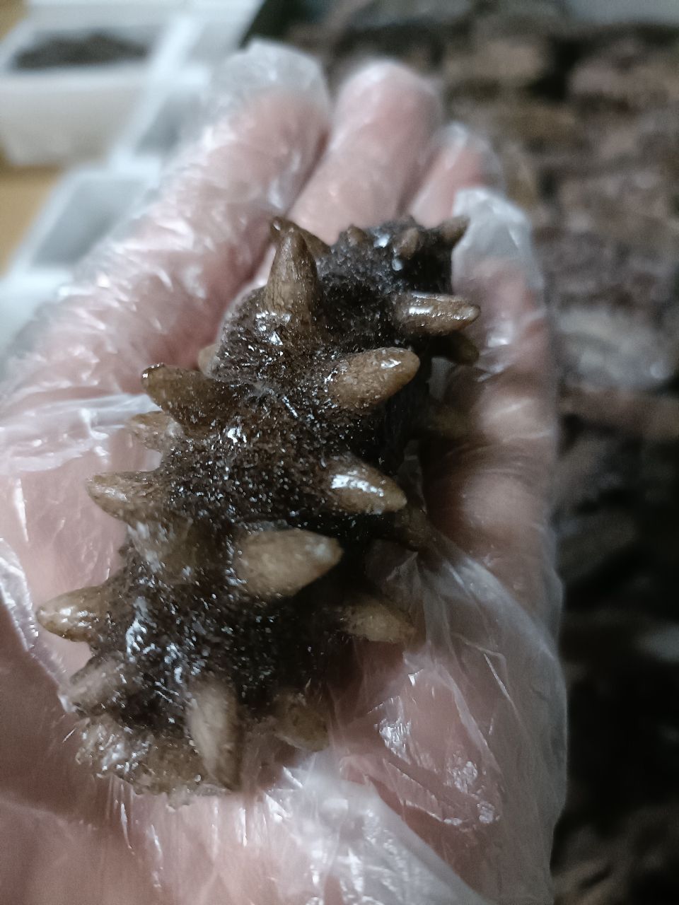  即食海参