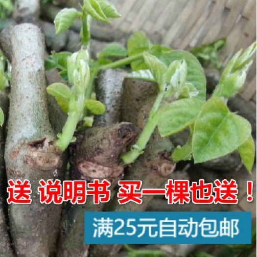 藤县葛根种苗  已培育发芽无渣粉葛苗