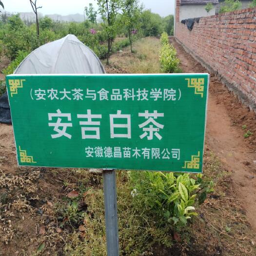 舒城县奶白茶树苗 安吉白茶