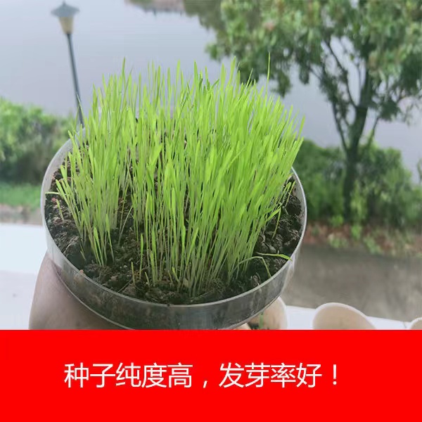 宽叶草种子百喜草种子护坡草坪种子景观草籽根系发达护堤护坝