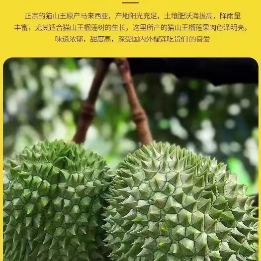 青岛冻榴莲 榴莲爱好者看过来！新到马来西亚南洋集团树熟D197猫