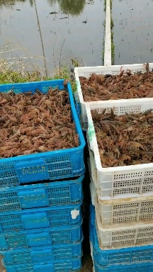 小龙虾苗—龙虾苗—龙虾种苗。