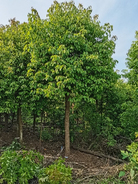 自贡 熟货15公分香樟